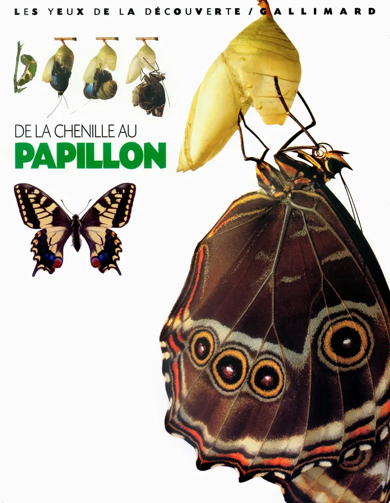 De la chenille au papillon - Paul Whalley