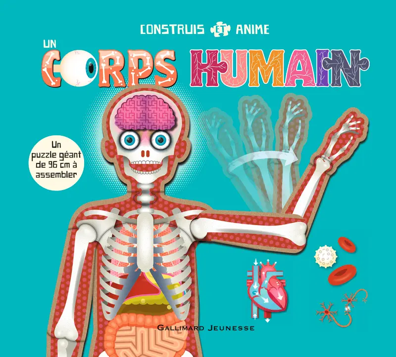 Construis et anime un corps humain - Mark Ruffle - Mark Ruffle - Anita Ganieri